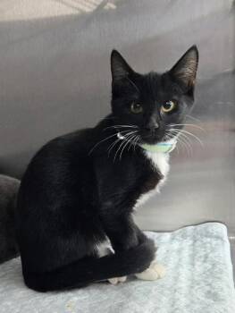Priscilla -  Domestic Short Hair Cat for Adoption in Mount Vernon, Ohio - Priscilla | PetCurious