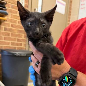 Percy -  Domestic Short Hair Cat for Adoption in Birmingham, Alabama - Percy | PetCurious