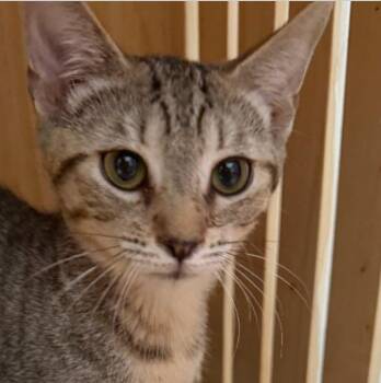 Tamale -  Domestic Short Hair Cat for Adoption in New Braunfels, Texas - Tamale | PetCurious