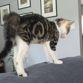 Cupid (jlk_3) -  Domestic Short Hair Cat for Adoption in Edwardsville, Illinois - Cupid (jlk_3) | PetCurious