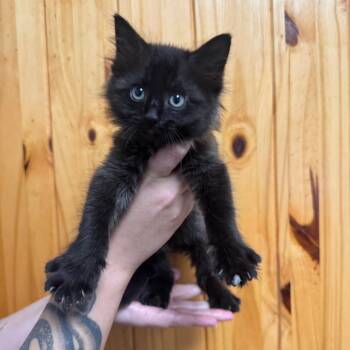 Uncle Fester -  Domestic Long Hair Cat for Adoption in Waco, Texas - Uncle Fester | PetCurious