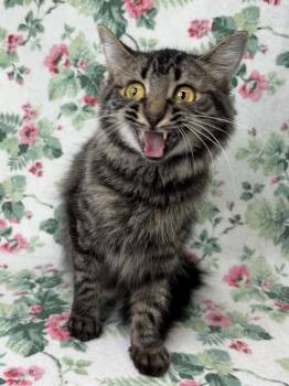 260901  Flossy -  Domestic Medium Hair Cat for Adoption in Wetumpka, Alabama - 260901  Flossy | PetCurious