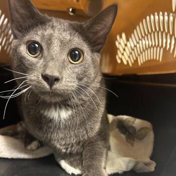 Cody -  Domestic Short Hair Cat for Adoption in Hemet, California - Cody | PetCurious