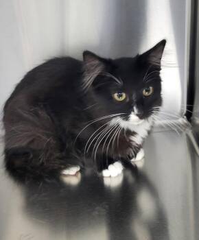 If 11 Dinah -  Domestic Short Hair Cat for Adoption in Lawrenceville, Georgia - If 11 Dinah | PetCurious