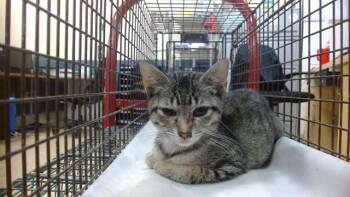WICHY -  Domestic Short Hair Cat for Adoption in Doral, Florida - WICHY | PetCurious