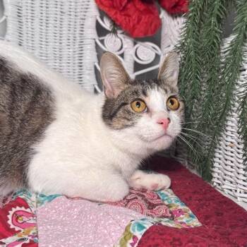 Domestic Short Hair Cats Available for Adoption - Valbee 55810 | PetCurious