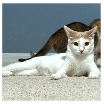 Rescue Domestic Short Hair Cats for Adoption in St. Cloud, Florida - Peaches | PetCurious