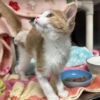 Impossible Chicken Finger -  Domestic Short Hair Cat for Adoption in Walker, Michigan - Impossible Chicken Finger | PetCurious