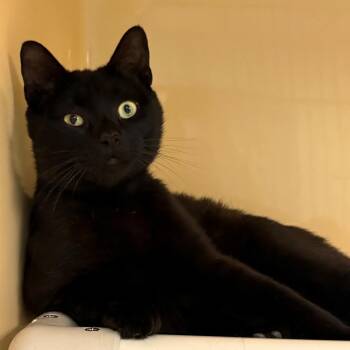 Domestic Short Hair Cats Available for Adoption in East Hanover, New Jersey - Vader | PetCurious