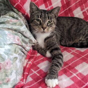 Rescue Domestic Short Hair Cats for Adoption in Etna, Pennsylvania - Stampy | PetCurious