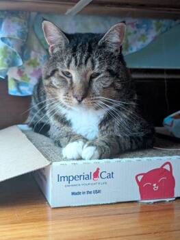 Rescue Domestic Short Hair Cats for Adoption in Boston, Massachusetts - Old Man | PetCurious