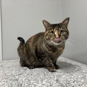 Domestic Short Hair Cats Available for Adoption in Frankfort, Indiana - Soraya | PetCurious