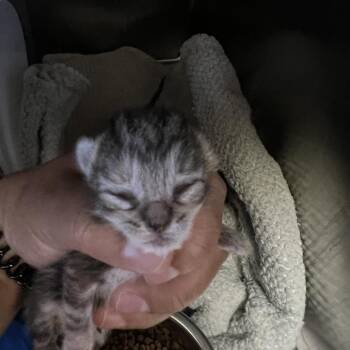 Walnut -  Domestic Short Hair Cat for Adoption in Galveston, Texas - Walnut | PetCurious