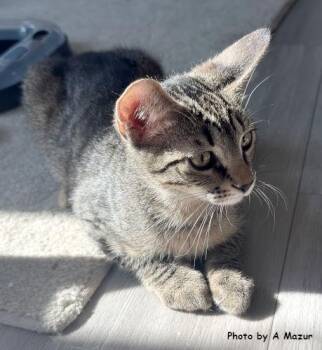 Josh -  Domestic Short Hair Cat for Adoption in Oak Ridge, Tennessee - Josh | PetCurious