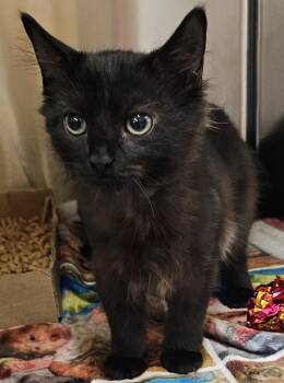 Ozzy -  Domestic Medium Hair Cat for Adoption in Cincinnati, Ohio - Ozzy | PetCurious