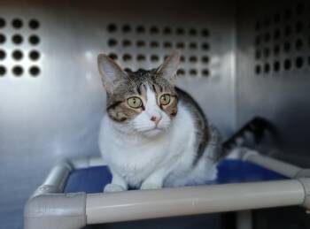 Domestic Short Hair Cats Available for Adoption in Ladysmith, Wisconsin - Malibu | PetCurious