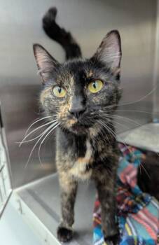 Domestic Short Hair Cats Available for Adoption in Hartsville, South Carolina - Rain | PetCurious