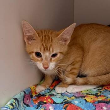 Lore -  Domestic Short Hair Cat for Adoption in Salt Lake City, Utah - Lore | PetCurious
