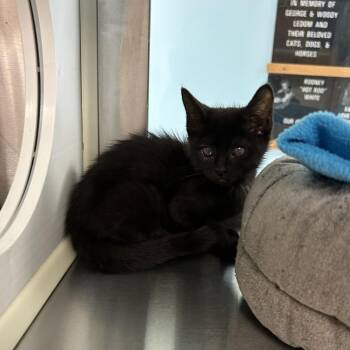 Jill -  Domestic Short Hair Cat for Adoption in Ottawa, Kansas - Jill | PetCurious