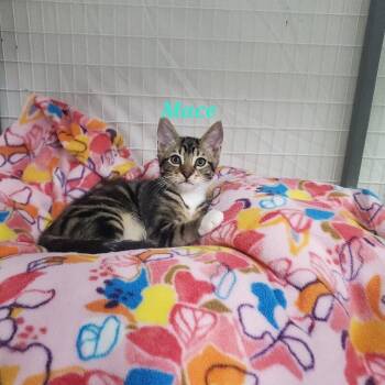 Domestic Short Hair Cats Available for Adoption - Mace | PetCurious
