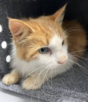 Rescue Domestic Long Hair and Domestic Short Hair Cats for Adoption in Cumming, Georgia - 1831-25 | PetCurious
