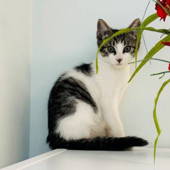 Romeo -  Domestic Short Hair Cat for Adoption in Syosset, New York - Romeo | PetCurious