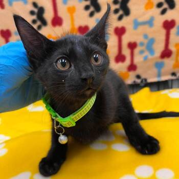 Annie 26-06-163 -  Domestic Short Hair Cat for Adoption in Bastrop, Texas - Annie 26-06-163 | PetCurious