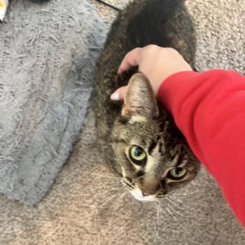 Rescue Domestic Short Hair Cats for Adoption in West Olive, Michigan - Tigress | PetCurious