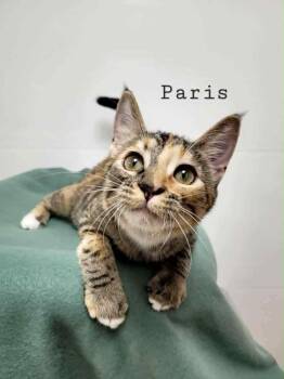 Rescue Tortoiseshell Cats for Adoption in Rushville, Illinois - Paris | PetCurious
