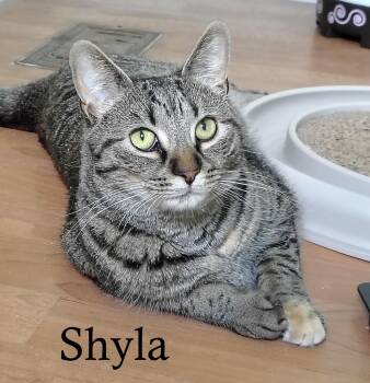 Shyla & Braveera -  Tabby and Domestic Short Hair Cat for Adoption in Montour Falls, New York - Shyla & Braveera | PetCurious