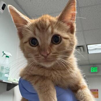 Albatross -  Domestic Short Hair Cat for Adoption in Salt Lake City, Utah - Albatross | PetCurious