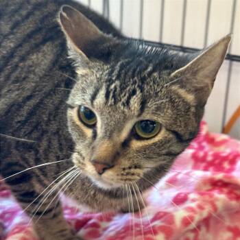 Rescue Domestic Short Hair Cats for Adoption in Bentonville, Arkansas - Ella | PetCurious