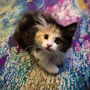 Cupid -  Domestic Medium Hair Cat Available for Adoption in Las Vegas, Nevada - Cupid | PetCurious