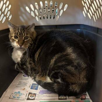 Domestic Short Hair Cats Available for Adoption - Toby Mac | PetCurious