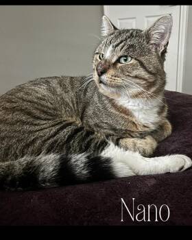 Rescue Tabby and Domestic Short Hair Cats for Adoption in Fort Worth, Texas - Nano | PetCurious