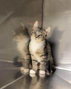 Avast -  Domestic Short Hair Cat for Adoption in Montville, New Jersey - Avast | PetCurious