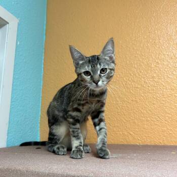 Maddie -  Domestic Short Hair Cat for Adoption in Fresno, California - Maddie | PetCurious