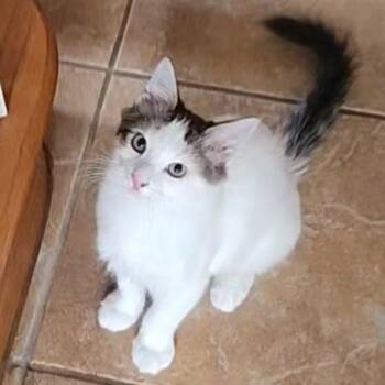 Turkish Van Cats Available for Adoption - Fuego (Turkish Van Mix) | PetCurious