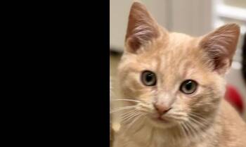 Domestic Short Hair Cats Available for Adoption in Chicago, Illinois - Butter | PetCurious