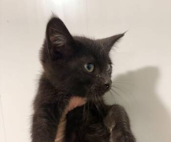 Waldow -  Domestic Short Hair Cat for Adoption in Sanford, North Carolina - Waldow | PetCurious