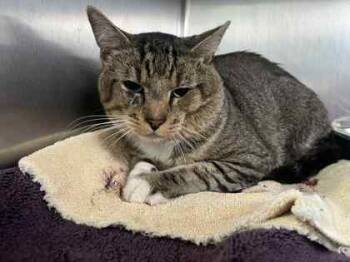 Rescue Domestic Short Hair Cats for Adoption in Winchester, Virginia - Grayson | PetCurious