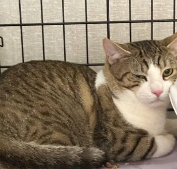 Domestic Short Hair Cats Available for Adoption in Pomona, New York - Rocky | PetCurious