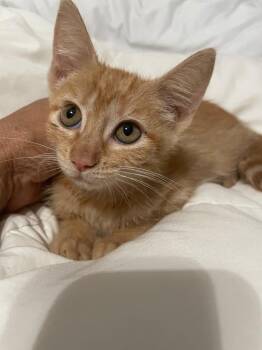 Pumpkin Spice -  Domestic Short Hair Cat for Adoption in San Antonio, Texas - Pumpkin Spice | PetCurious