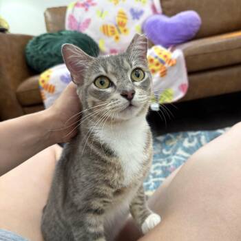 Angeli Merary -  Tabby and Domestic Short Hair Cat for Adoption in Friendswood, Texas - Angeli Merary | PetCurious