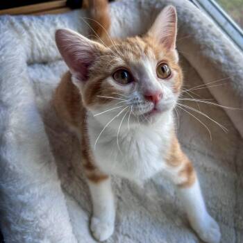 Jesse -  Domestic Short Hair Cat for Adoption in Fishers, Indiana - Jesse | PetCurious
