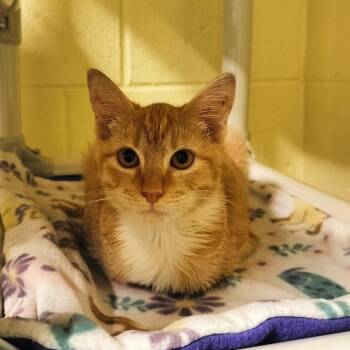Pumpkin Pie -  Domestic Medium Hair Cat for Adoption - Pumpkin Pie | PetCurious