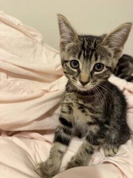 Hawthorne -  Domestic Medium Hair Cat for Adoption in The Woodlands, Texas - Hawthorne | PetCurious