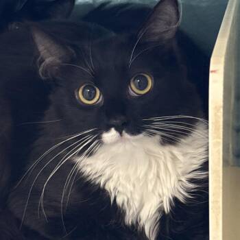 Domestic Long Hair and Domestic Short Hair Cats Available for Adoption in Goleta, California - Lady Sybil | PetCurious