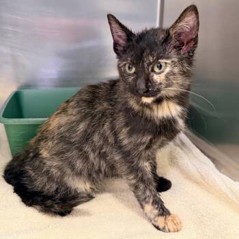 Domestic Short Hair Cats Available for Adoption - Cayman | PetCurious