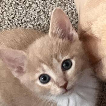 Brooklyn -  Domestic Short Hair Cat Available for Adoption in Inman, South Carolina - Brooklyn | PetCurious